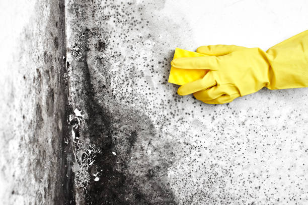Professional Mold Remediation in Mineola, NY