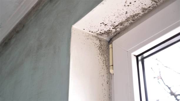 Best Industrial Mold Remediation in Mineola, NY