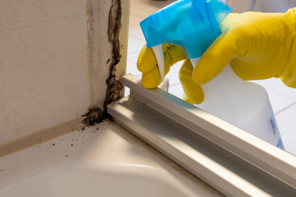 Best Post-Flood Mold Remediation in Mineola, NY