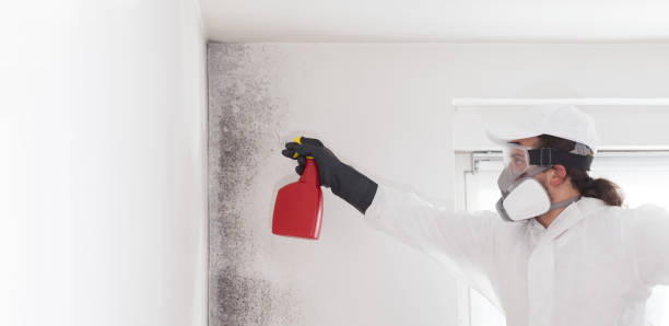 Best Bathroom Mold Remediation in Mineola, NY