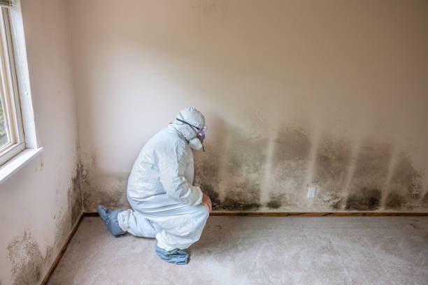 Best DIY Mold Remediation Support Services in Mineola, NY